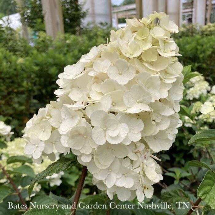 #7 Hydrangea pan Strawberry Sundae/ Compact Panicle White to Rosy-red