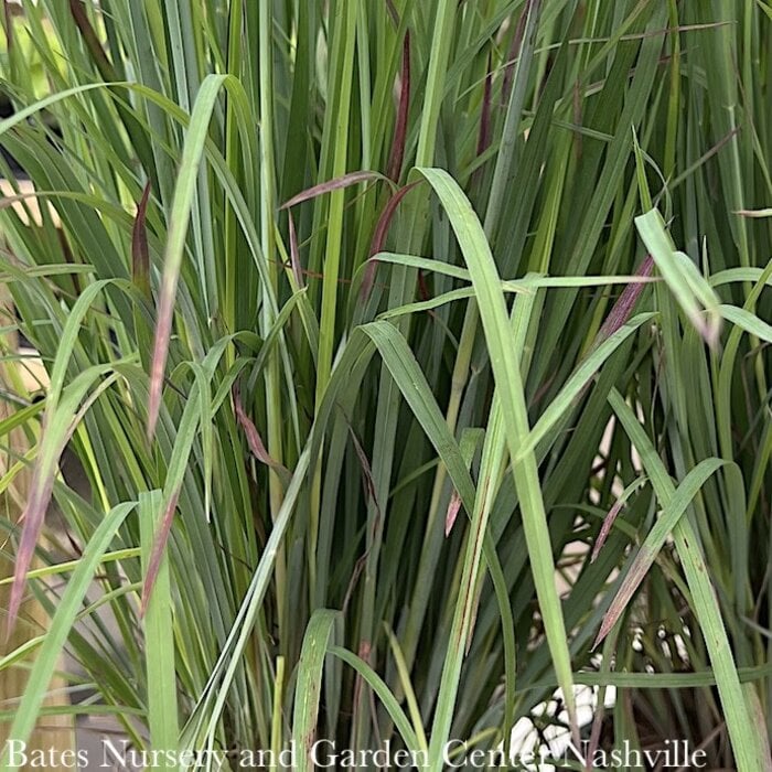 #1 Grass Schizachyrium scop AB Standing Ovation/ Little Bluestem Native (TN)