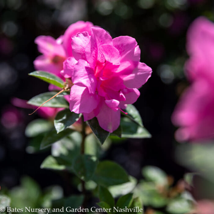 #3 Azalea x Encore Autumn Carnation/ Repeat Bubblegum Pink