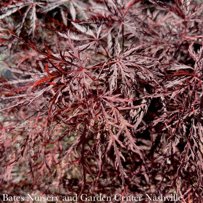 #7 Acer pal var diss Red Dragon/ Dwarf Red Weeping Japanese Maple