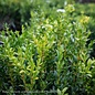 15-18"  1 Poodle Buxus sempervirens/ American Boxwood