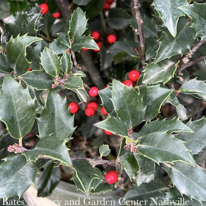 2 Ilex x meserveae BerriMagic Kids/Holly (Blue Girl & Blue Boy Combo