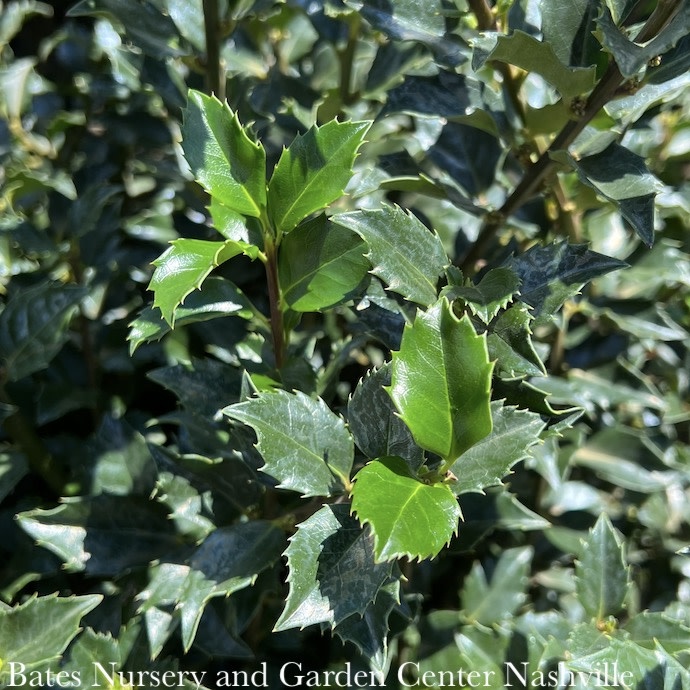 2 Ilex x meserveae BerriMagic Kids/Holly (Blue Girl & Blue Boy Combo