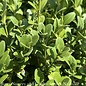 Topiary  3-BALL PDL  Buxus x Green Mountain/ Boxwood