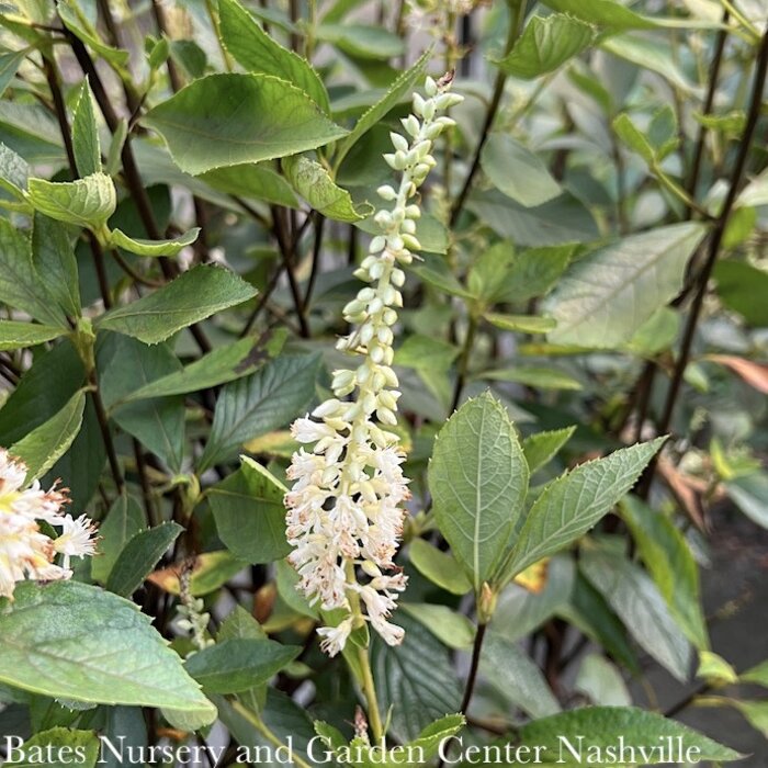 #5 Clethra alnifolia Einstein/ Summersweet Native (TN)