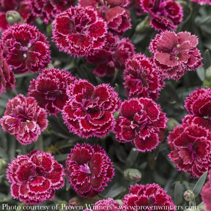 #1 Dianthus x PW Fruit Punch 'Black Cherry Frost'/ Red