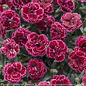 #1 Dianthus x PW Black Cherry Frost/ Red Pinks