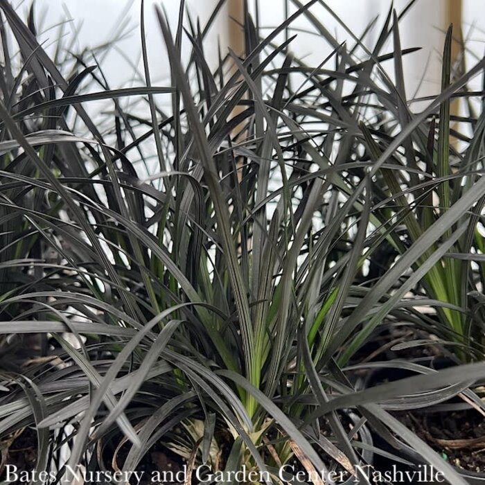 #1 Ophiopogon plan Blackbeard/ Black Mondo Grass