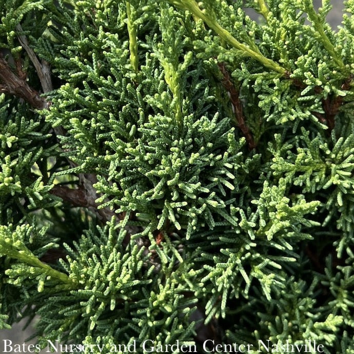 #3 Juniperus chin Shimpaku/ Dwarf Juniper