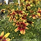 #1 Coreopsis vert Cruizin 'Route 66'/ Yellow and Red Whorled Tickseed Native (TN)