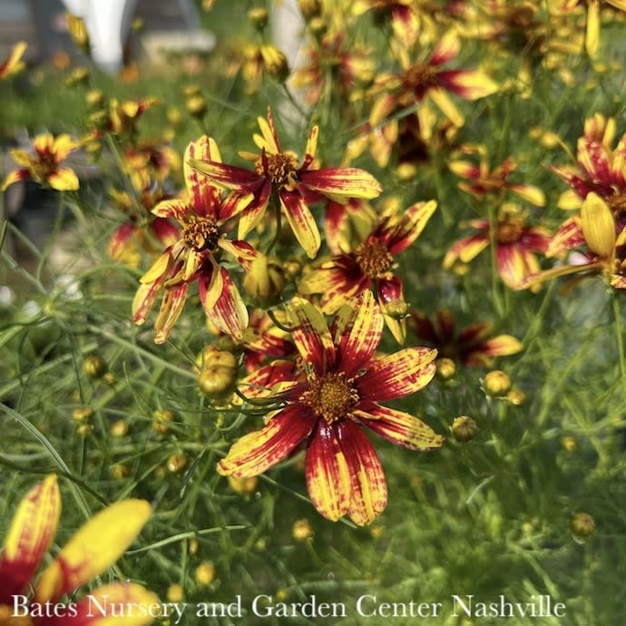 #1 Coreopsis vert Cruizin 'Route 66'/ Yellow and Red Whorled Tickseed Native (TN)