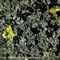 Topiary #5 18" PYR Buxus x Green Mountain/ Boxwood Pyramidal