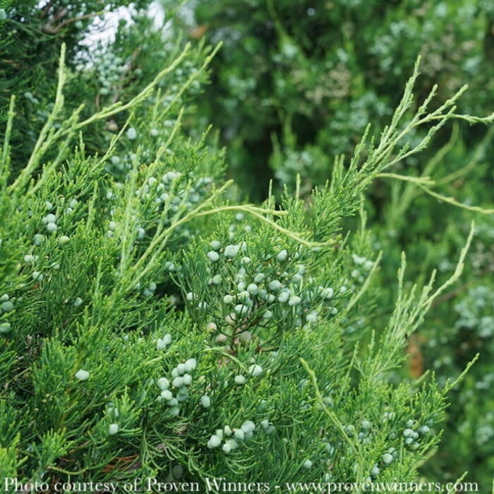 #7 4' Juniperus chin Gin Fizz/ Pyramidal Chinese Juniper