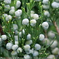 #7 4' Juniperus chin Gin Fizz/ Pyramidal Chinese Juniper