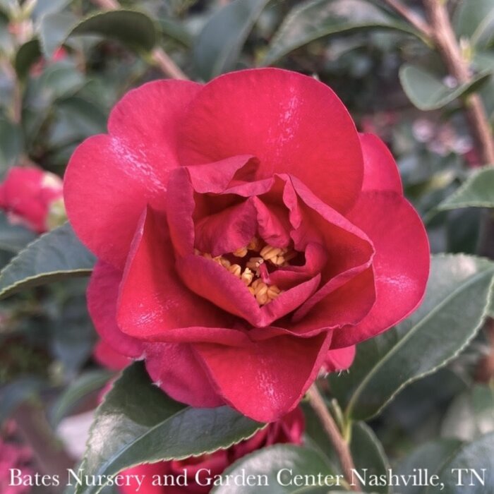 #2 Camellia sas SL October Magic 'Ruby' - No Warranty