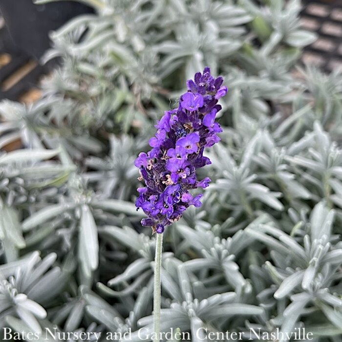 #1 Lavandula ang Hidcote BLUE/ English Lavender - No Warranty