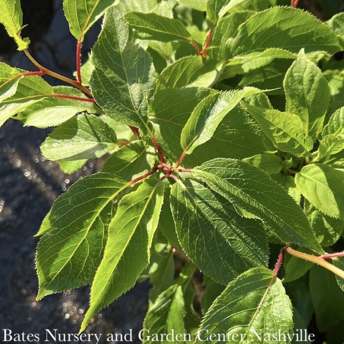 Edible #2 Actinidia Hardy Mix Combo Male and Female/ Kiwi Vine