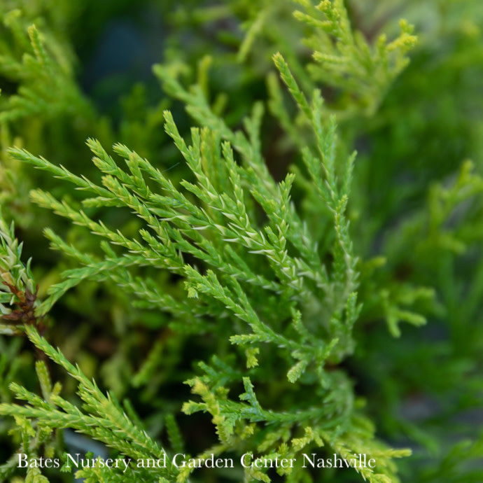 #3 Chamaecyparis pis Golden Mop/ Threadleaf Falsecypress