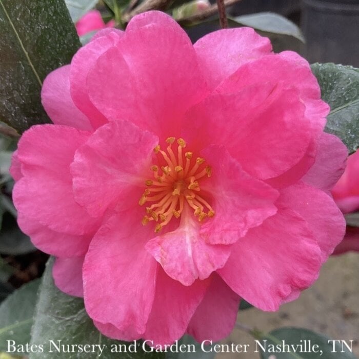 #5 Camellia sas Shishi Gashira/ Hot Pink - No Warranty