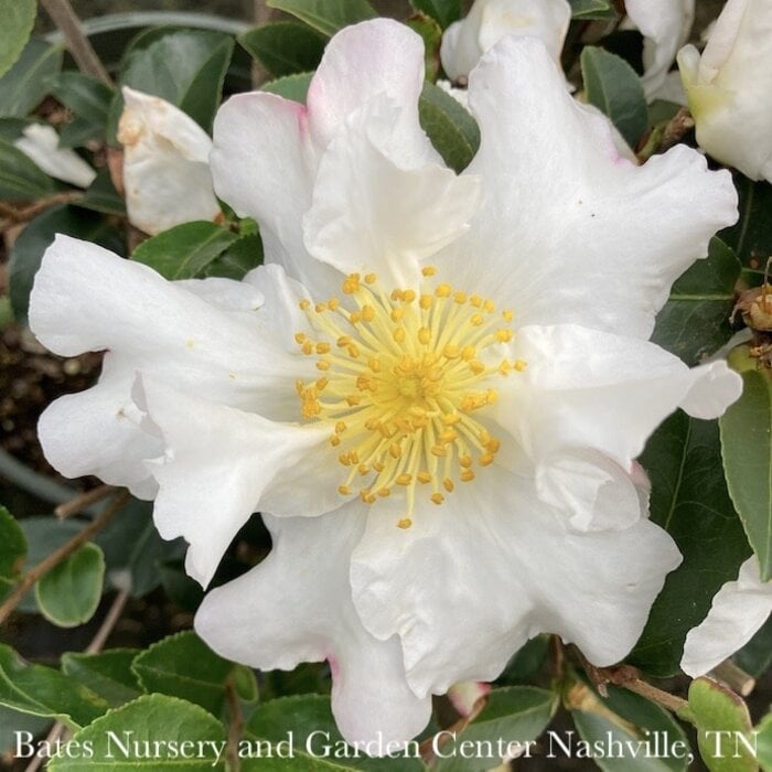 #5 Camellia sas Setsugekka/ White - No Warranty