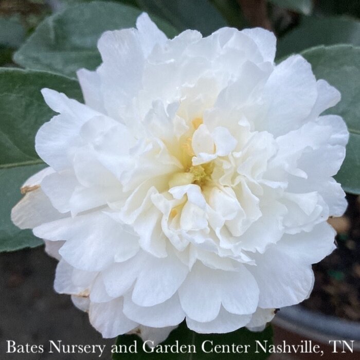 #3 Camellia sas SL October Magic 'Ivory'/ White - No Warranty
