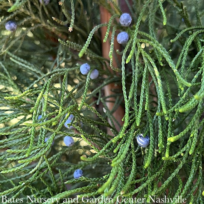 #7 4' Juniperus vir Idyllwild/ Upright Juniper Native (TN)