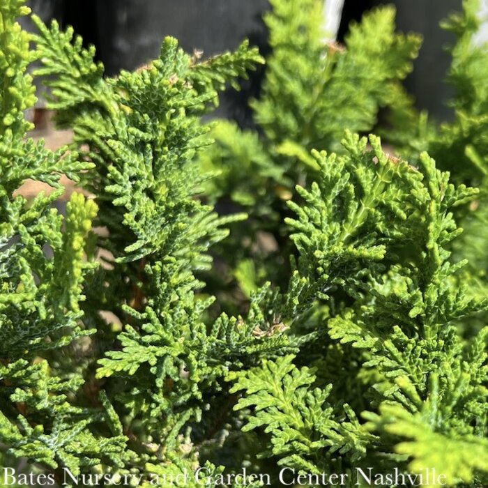 LPP Chamaecyparis obt Filicoides COMPACTA/ Fernspray Falsecypress