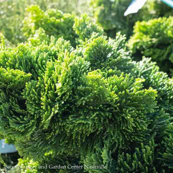 Topiary #15 BOX POMPON Chamaecyparis obt Nana Lutea/ Golden Dwarf Hinoki Falsecypress