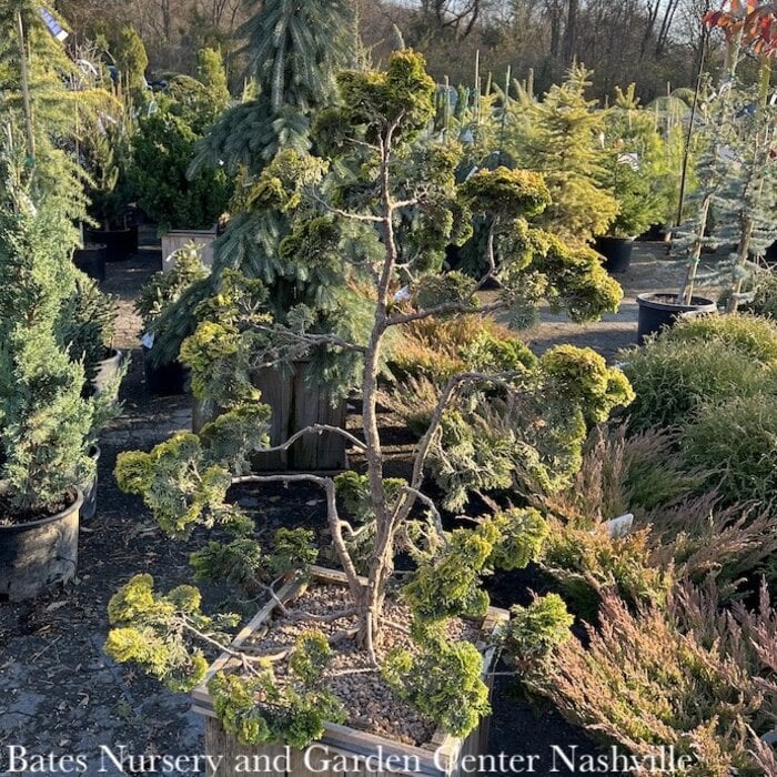 Topiary #15 BOX POMPON Chamaecyparis obt Nana Lutea/ Golden Dwarf Hinoki Falsecypress