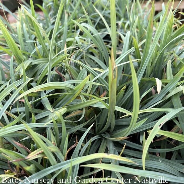 #1 Grass Carex laxiculmis Hobb/ Bunny Blue Sedge Native (TN)