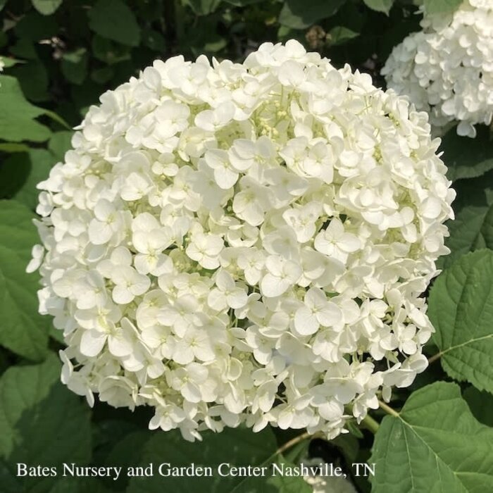 #3 Hydrangea arbor Annabelle/ Smooth White Native (TN)