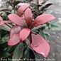 #7 Cleyera japonica/ Japanese Ternstroemia