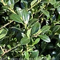 Topiary #2 CONE Ilex cren Luxus Globe/ Japanese Holly (Male)