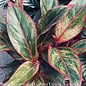 6p! Aglaonema Pink or Red Siam /Chinese Evergreen /Tropical