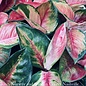 4p! Aglaonema Red King / Chinese Evergreen /Tropical
