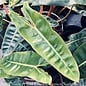 4p! Philodendron Billietiae  /Tropical