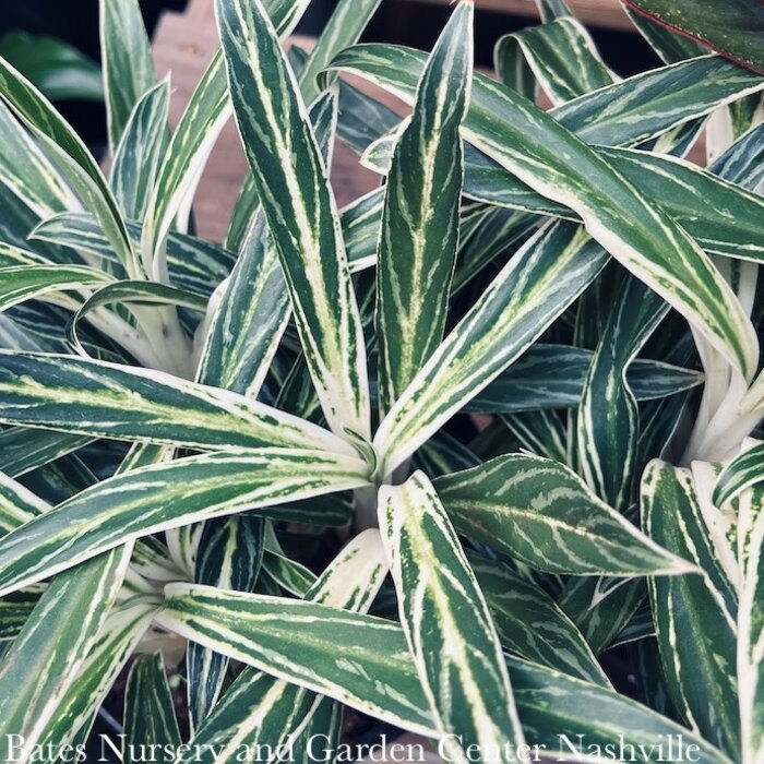 6p! Aglaonema Rice / Chinese Evergreen /Tropical