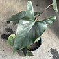 #1  Alocasia princeps Purple Cloak/Elephant Ears /Tropical