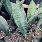 4p! Sansevieria SHARK /WHALE FIN /Snake Plant /Mother-in-Law Tongue /Tropical