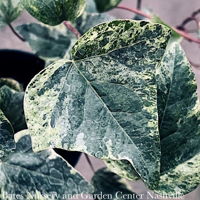 6p! Ivy Algerian Ivy - Variegated /Tropical