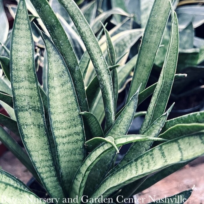4p! Sansevieria Asian Series /Mother-in-Law Tongue /Snake Plant /Tropical