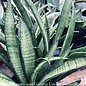 4p! Sansevieria Asian Series /Snake Plant /Mother-in-Law Tongue /Tropical