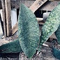 6p! Sansevieria SHARK /WHALE FIN /Snake Plant /Mother-in-Law Tongue /Tropical