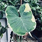 6p! Alocasia Mickey Mouse Variegated  /Tropical