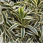 14p! Dracaena Song of India Character/Tropical