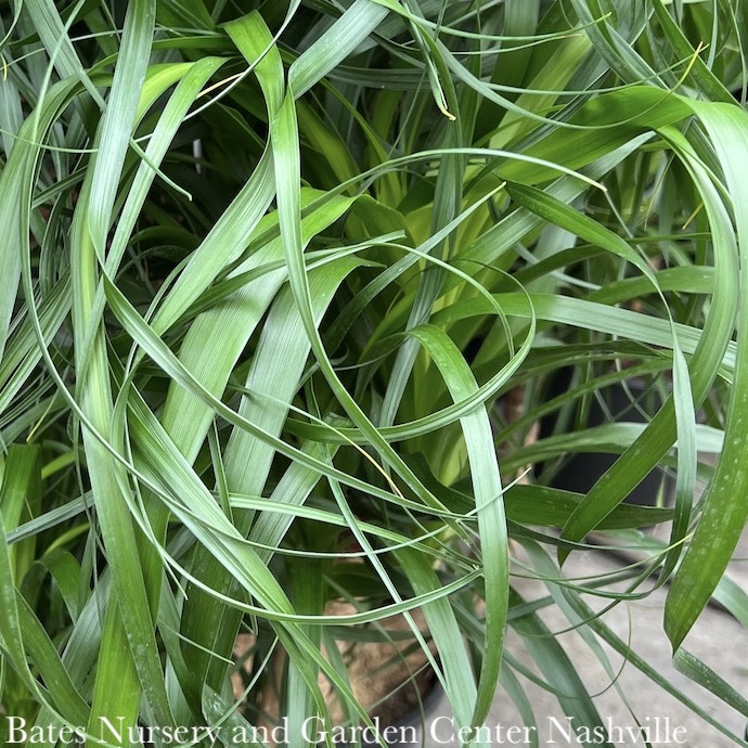 6p! Palm Beaucarnea rec / Ponytail Palm STUMP /Tropical