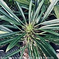 6p! Cactus Pachypodium /Madagascar Palm /Tropical