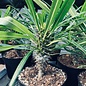 4p! Cactus Pachypodium /Madagascar Palm /Tropical