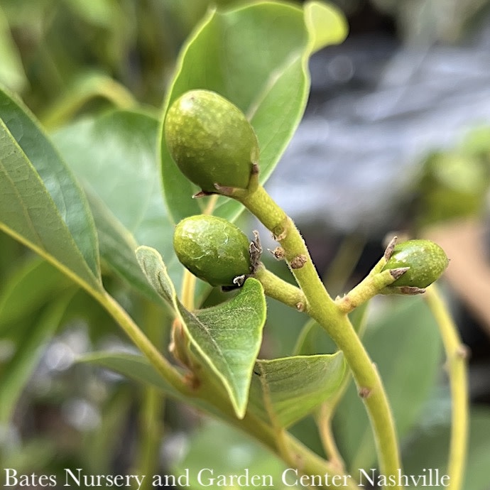 Tropical Edible #3 Persea americana 'Fantastic'/ Avocado - No Warranty