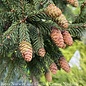 #6 Picea ab Pusch/ Dwarf Norway Spruce
